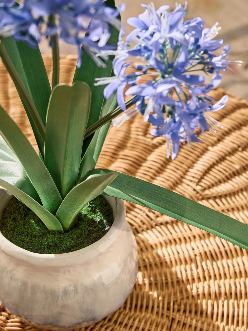 Kunstbloemen*Next Artificial Agapanthus Plant In Ceramic Pot
