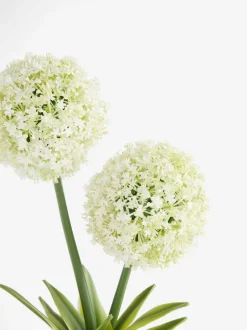 Kunstbloemen*Next Artificial Allium Plant In Ribbed Ceramic Pot
