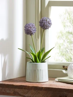 Kunstbloemen*Next Artificial Allium Plant In Ribbed Ceramic Pot