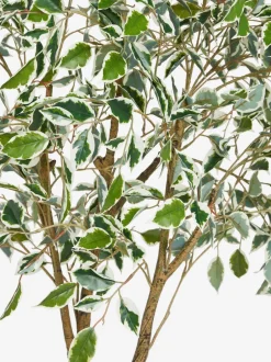 Kunstbloemen|Next Artificial Benjamina Tree With Variagated Leaves