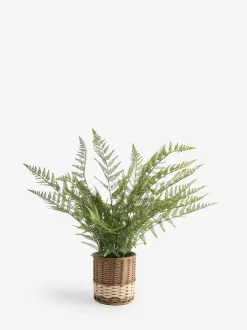 Kunstbloemen*Next Artificial Fern In Malvern Woven Basket