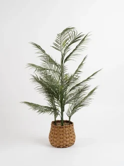 Kunstbloemen*Scottish Everlastings Ltd Artificial Palm Tree in Basket