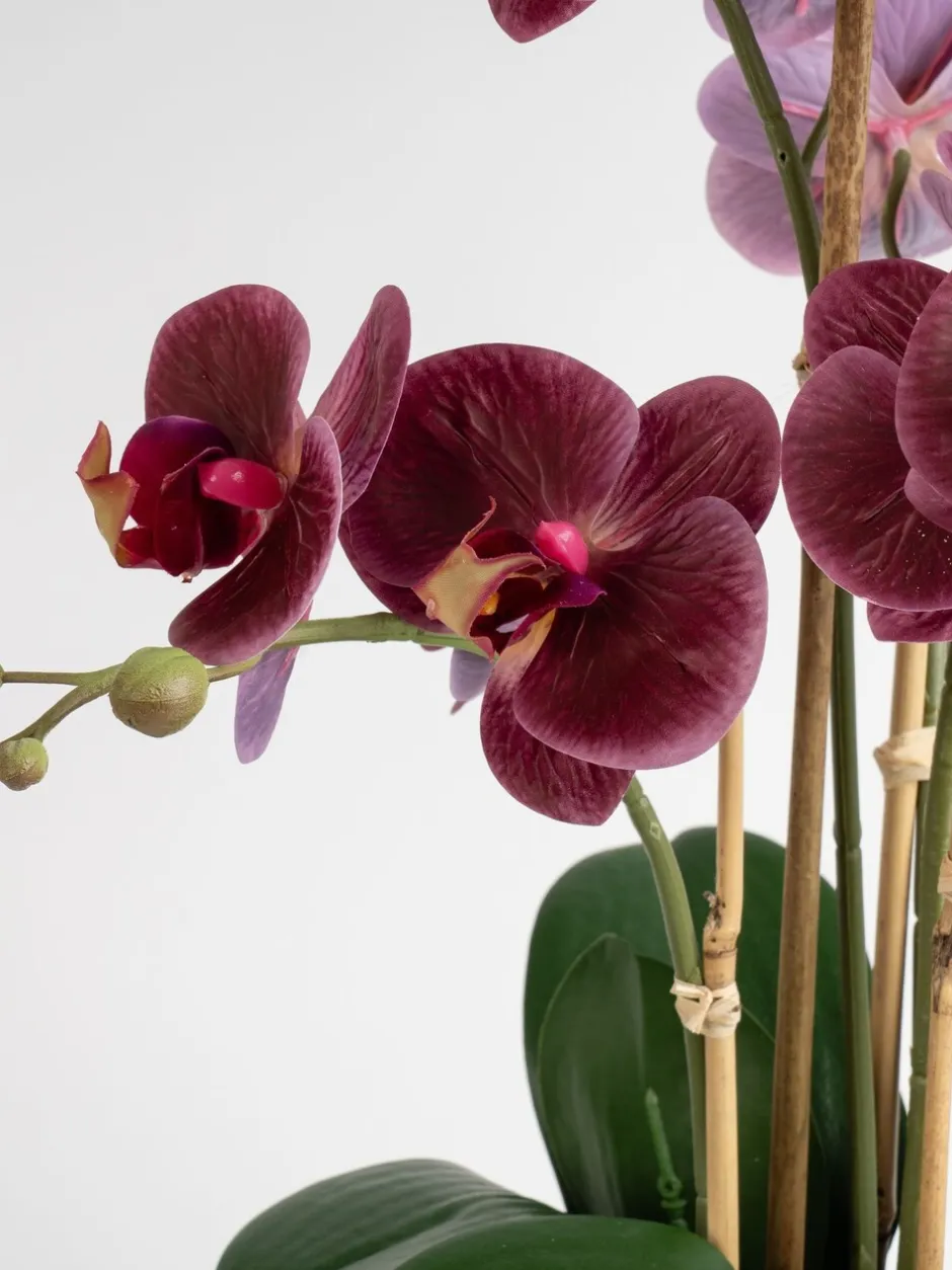 Kunstbloemen|Scottish Everlastings Ltd Artificial Real Touch Phalaenopsis Orchid in Pot