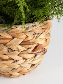 Kunstbloemen|Scottish Everlastings Ltd Artificial Fern in Basket