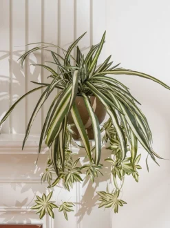 Kunstbloemen|Scottish Everlastings Ltd Artificial Spider Plant in Rustic Pot