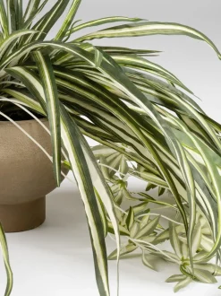 Kunstbloemen|Scottish Everlastings Ltd Artificial Spider Plant in Rustic Pot