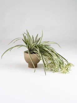 Kunstbloemen|Scottish Everlastings Ltd Artificial Spider Plant in Rustic Pot