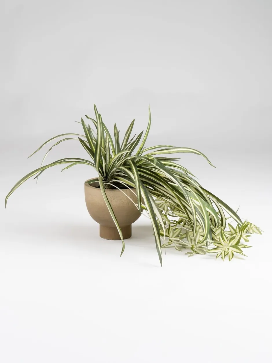 Kunstbloemen|Scottish Everlastings Ltd Artificial Spider Plant in Rustic Pot