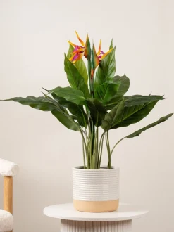 Kunstbloemen*Scottish Everlastings Ltd Artificial Bird of Paradise Tree with Flower