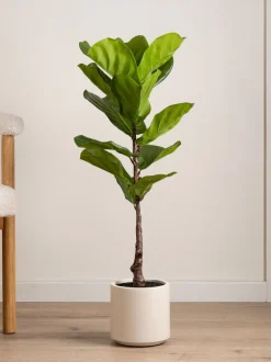 Kunstbloemen|Scottish Everlastings Ltd Artificial Fig Tree in Chunky Pot