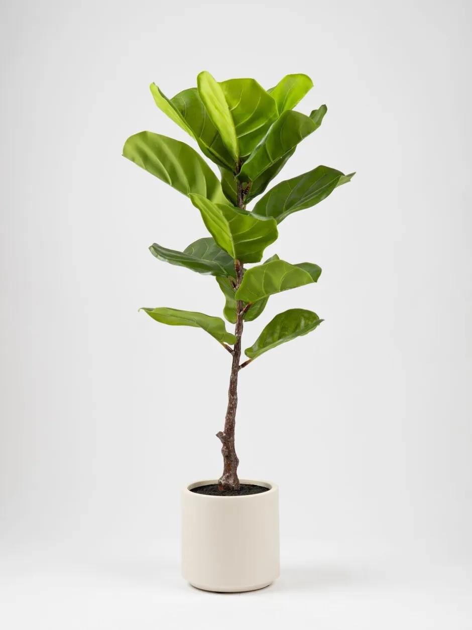 Kunstbloemen|Scottish Everlastings Ltd Artificial Fig Tree in Chunky Pot